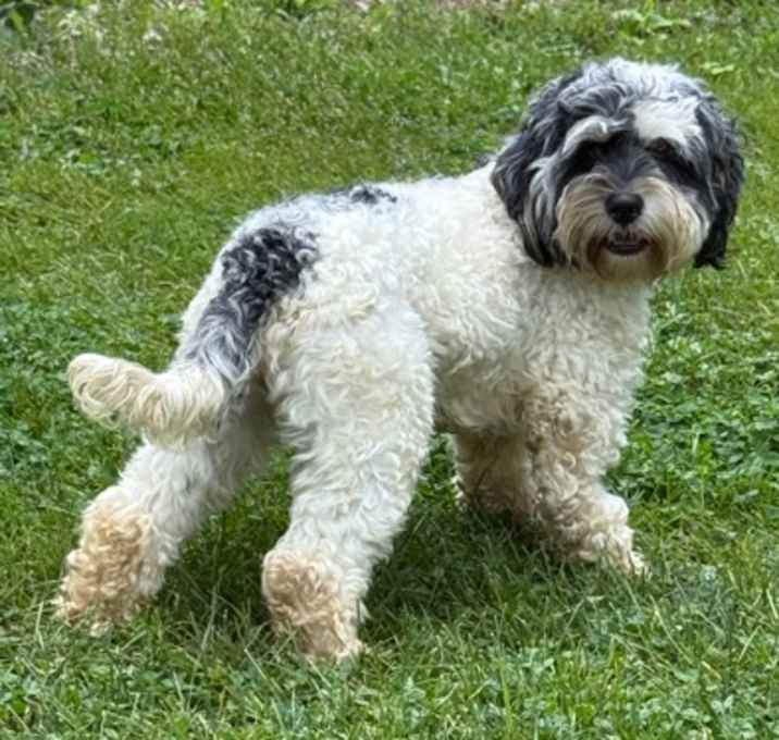 Photo of Wrangler