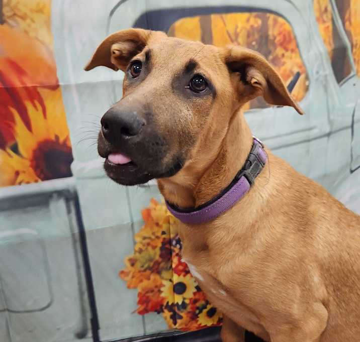 Photo of Lavender Rose LiW