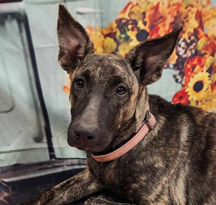 Photo of Pinky Lou LiW