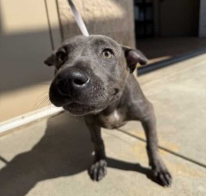 Photo of Miss Piggie