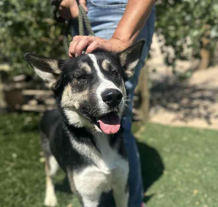 Photo of BENJI