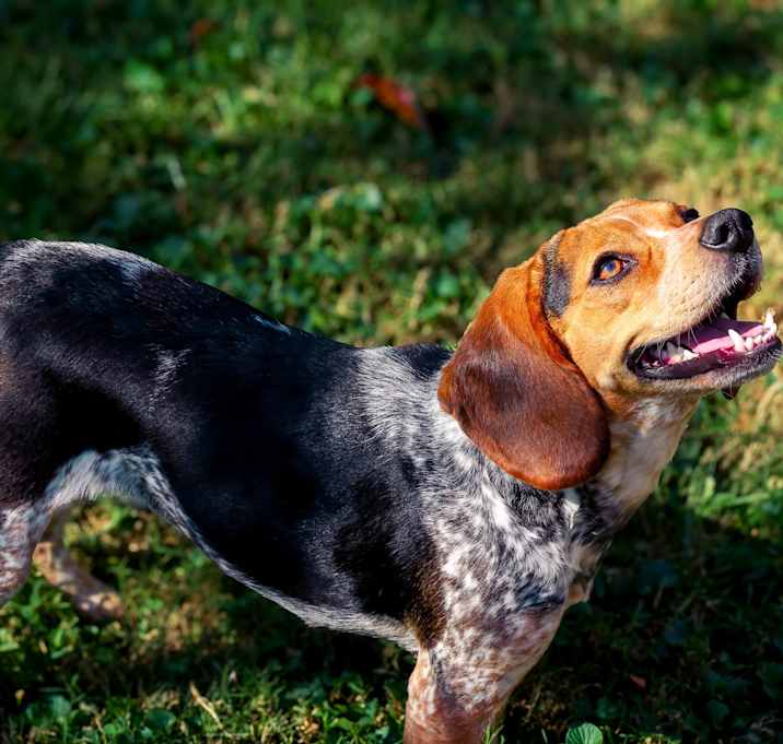 Photo of Bee Gee aka Hoagie