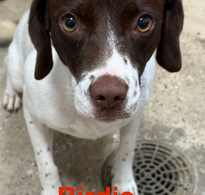 Photo of Birdie