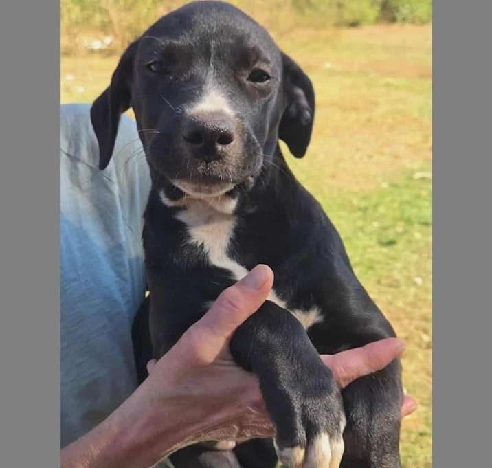 Photo of The Bridge Litter , girls