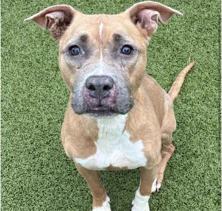 Photo of Sargent Sage