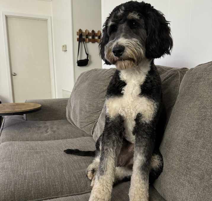 Photo of Goose