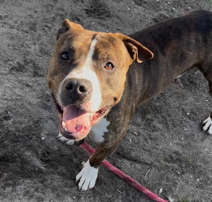 Photo of Jelly-Belly (In Foster)