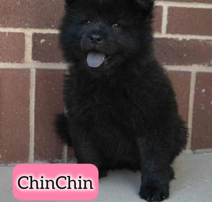 Photo of Chin-Chin