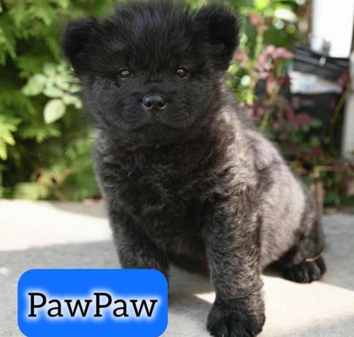 Photo of Paw-Paw