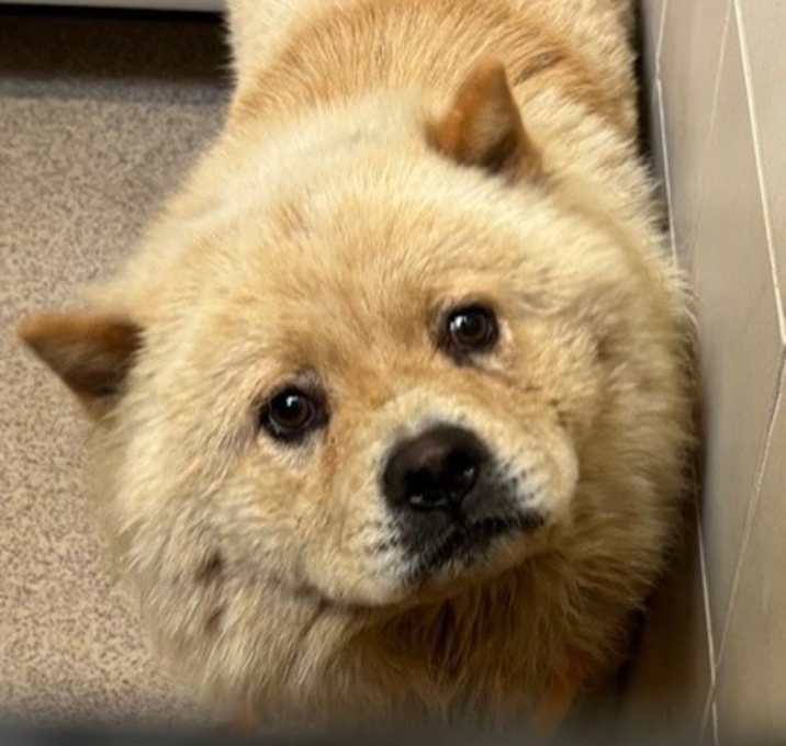 Photo of Francine- rescue only