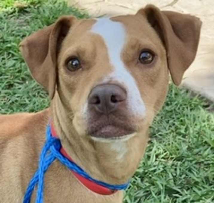 Photo of Willow