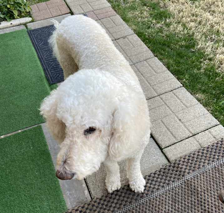 Photo of Daisy