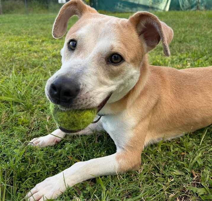 Photo of Marley (Ashur)