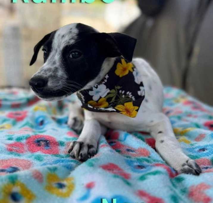 Photo of Rambo
