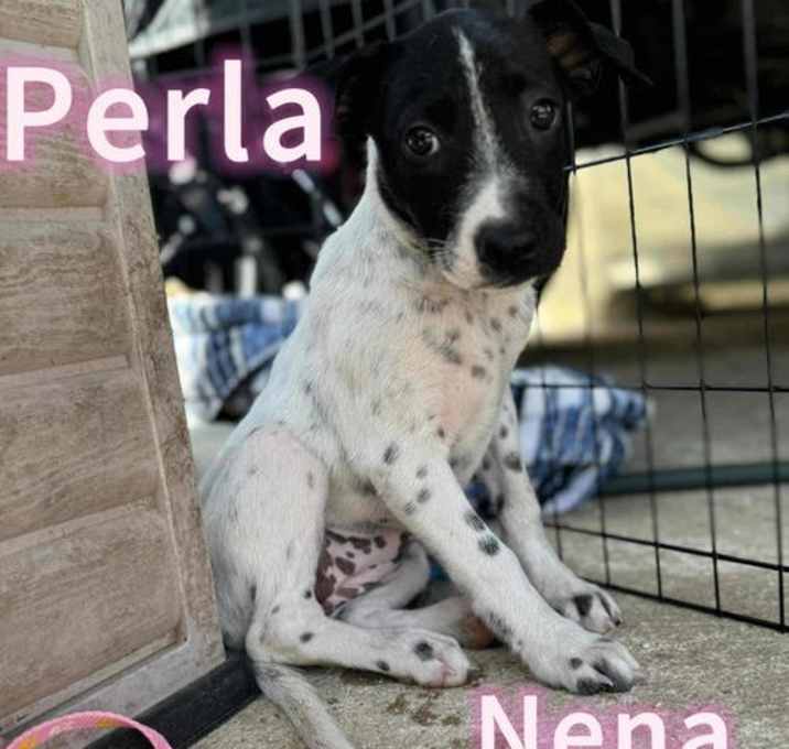 Photo of Perla