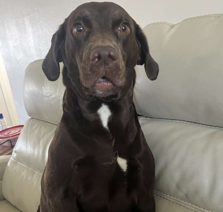 Photo of Nala