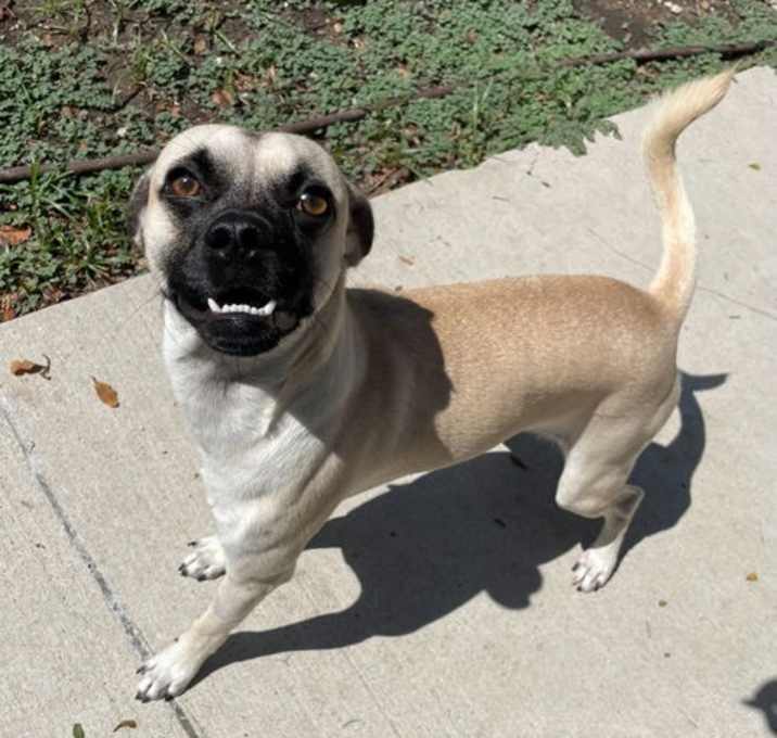 Photo of Pickles