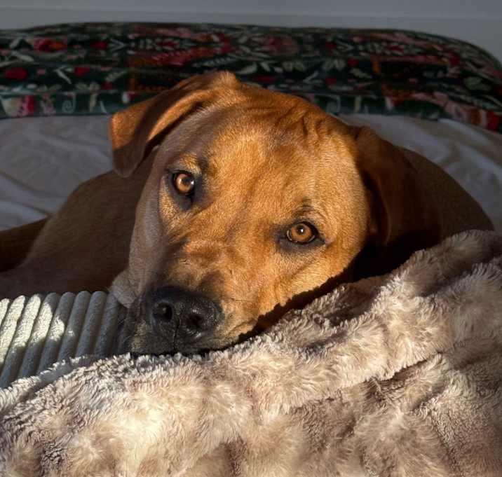 Photo of Willow (Annie/Daisy Bell)