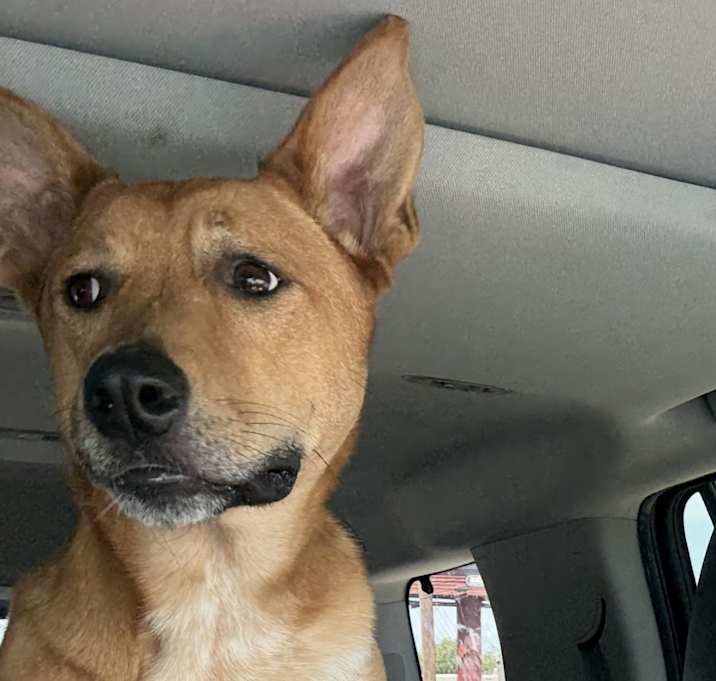 Photo of Scout