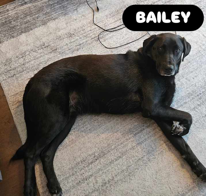 Photo of Bailey