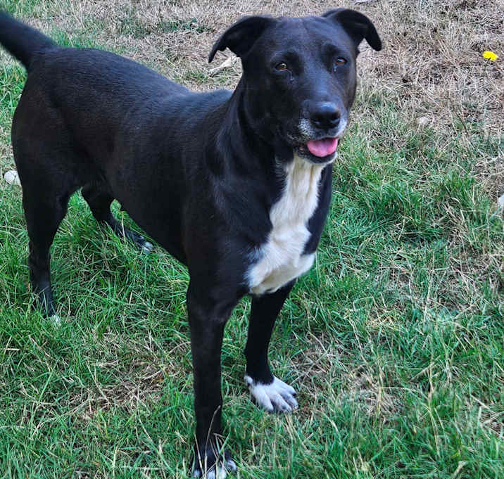 Photo of Dixie 
