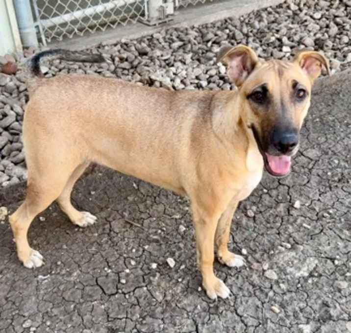 Photo of Tamale