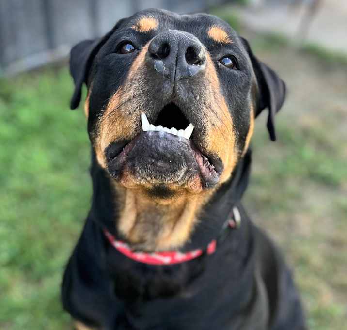 Photo of Hank 108D25