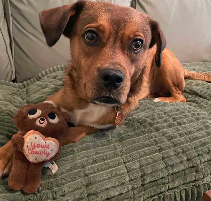 Photo of Chewy