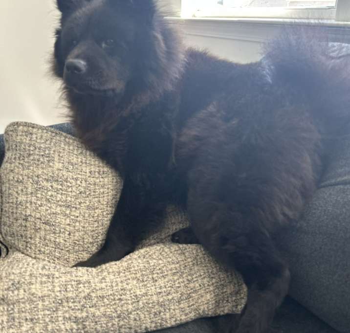 Photo of Nala