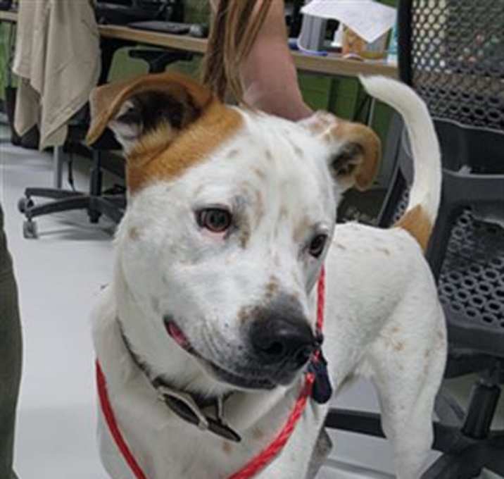 Photo of SARGE