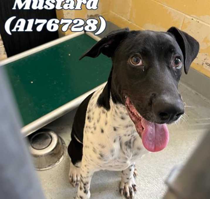 Photo of MUSTARD