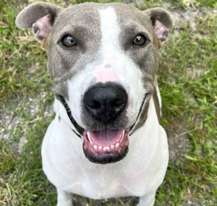Photo of Dahlia