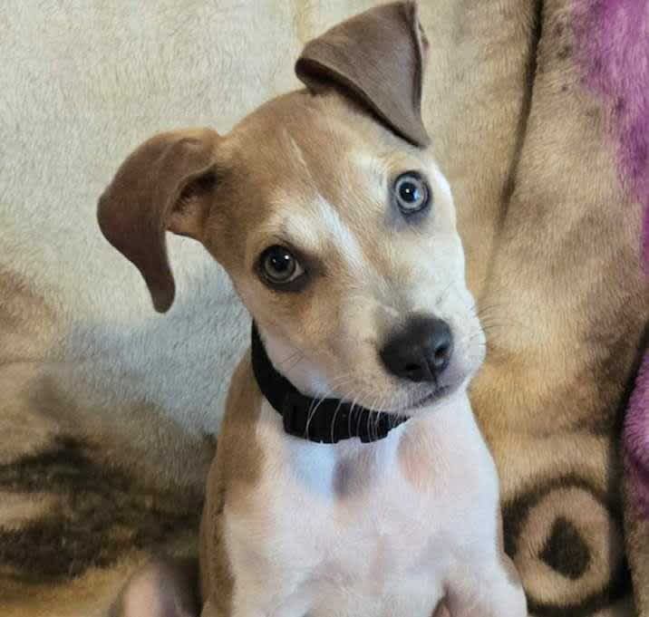 Photo of Yatzee