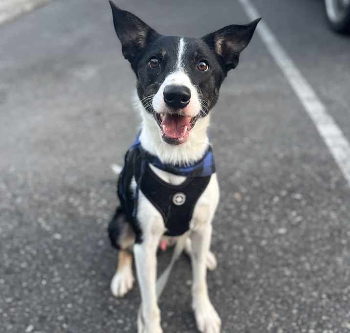 Photo of Enzo