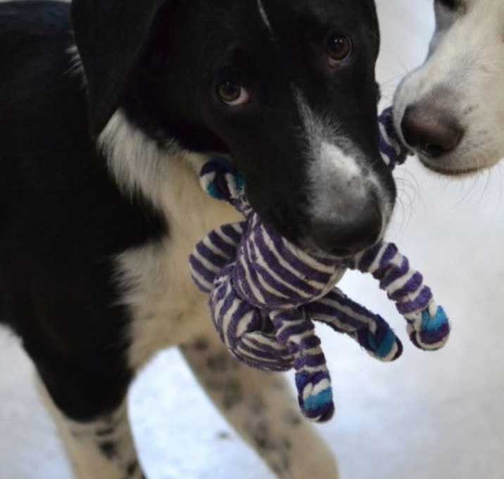 Photo of Dottie