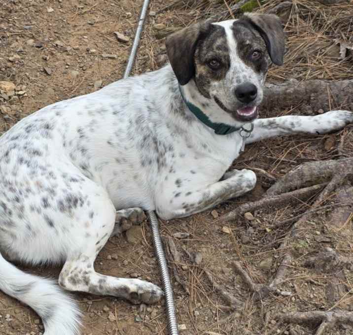 Photo of Daphne