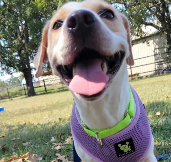 Photo of Ophelia