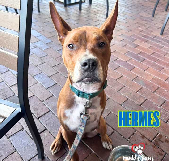 Photo of Hermes (Courtesy Post )