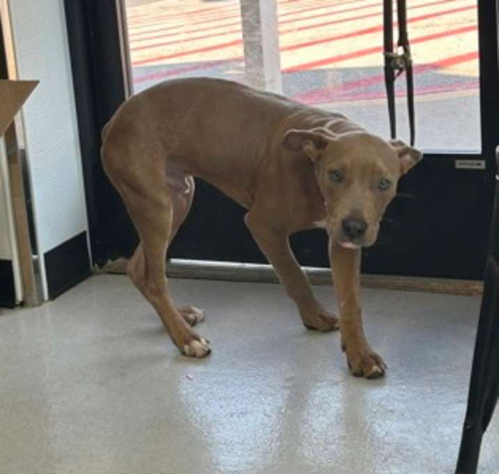 Photo of Atlas