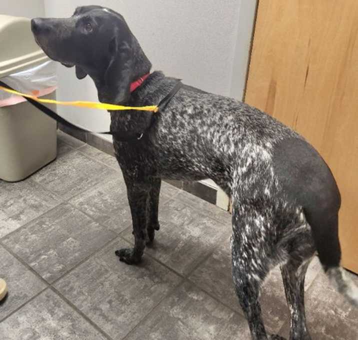 Photo of Jolene *Adopt or Foster