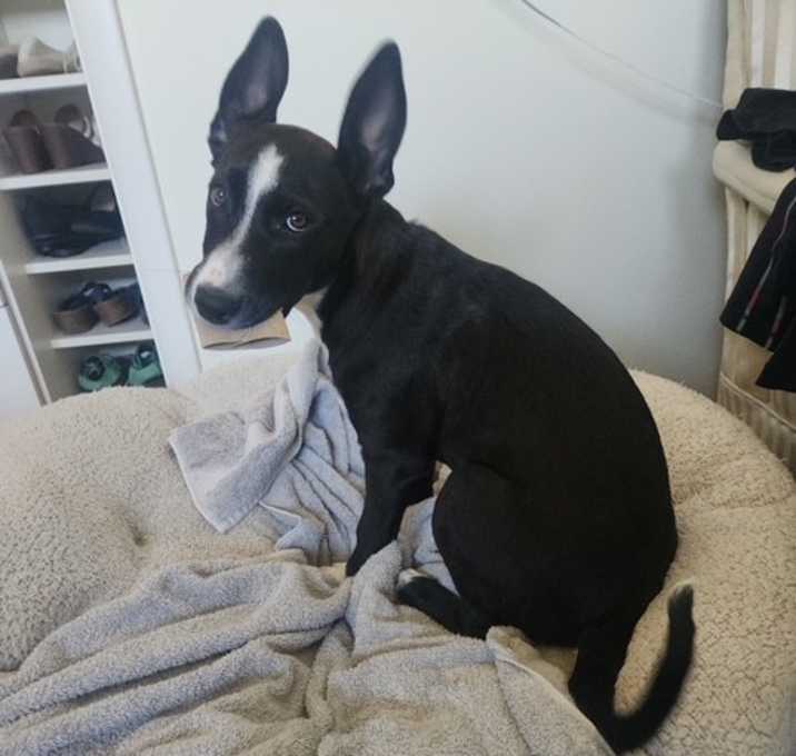 Photo of Sadie