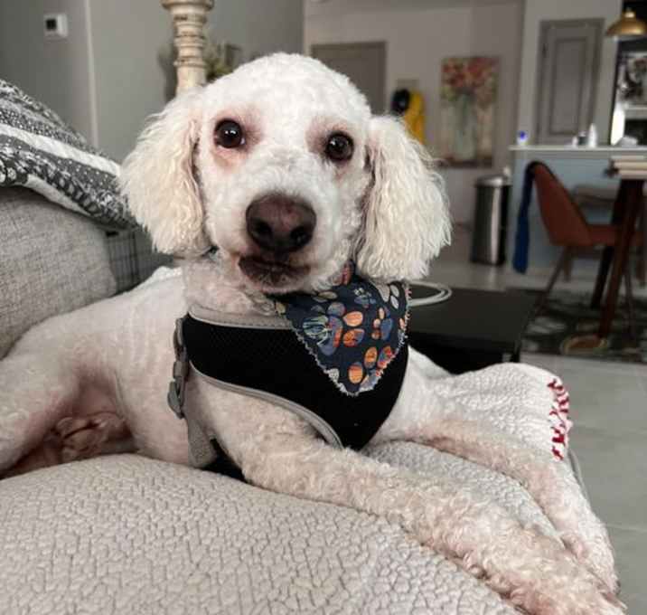Photo of LOKI