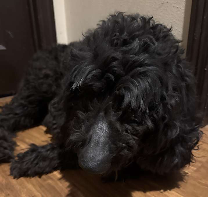 Photo of Princess