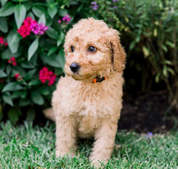 Photo of Maverick