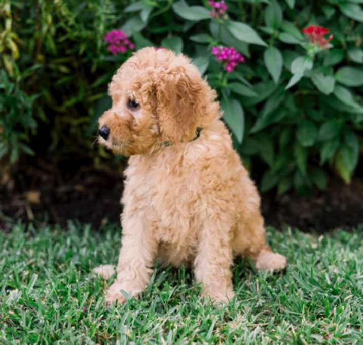Photo of Missy