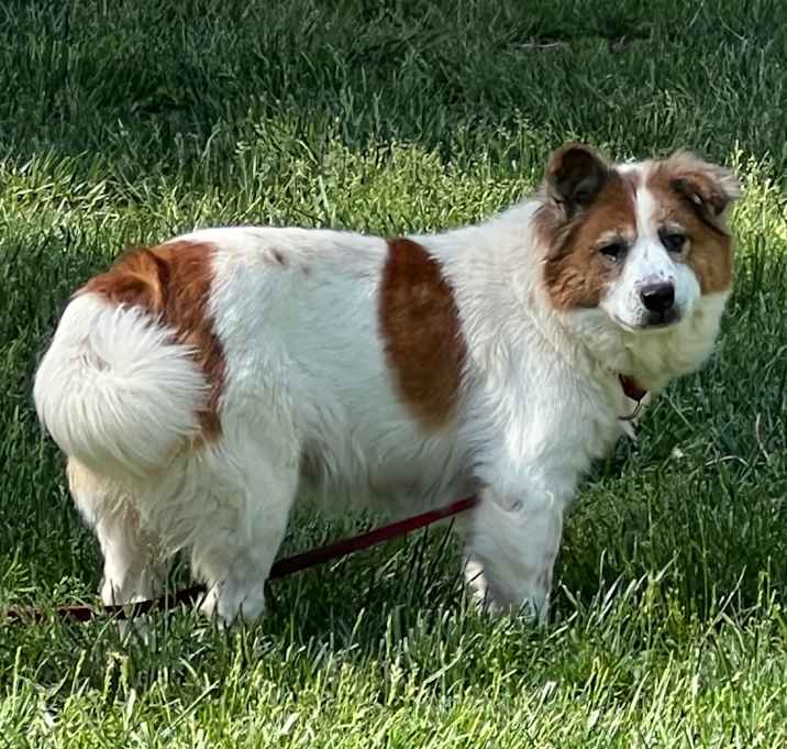 Photo of Cookie 