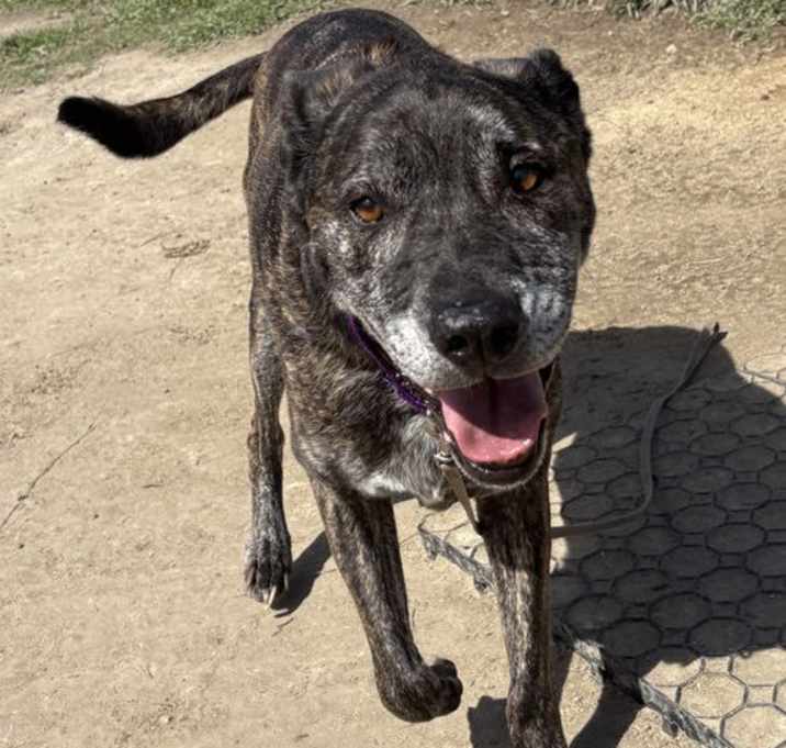 Photo of 182442 Bear (HOSPICE-Off Site Foster)