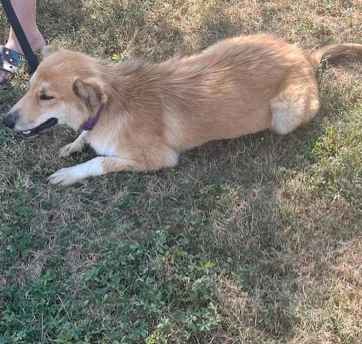Photo of Gracie