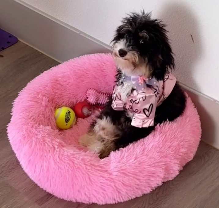 Photo of Angel