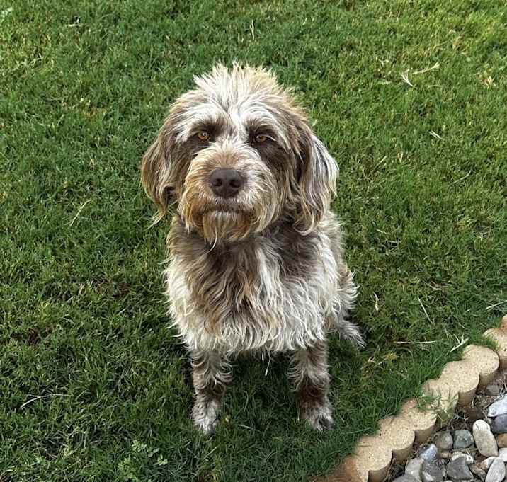 Photo of Penny